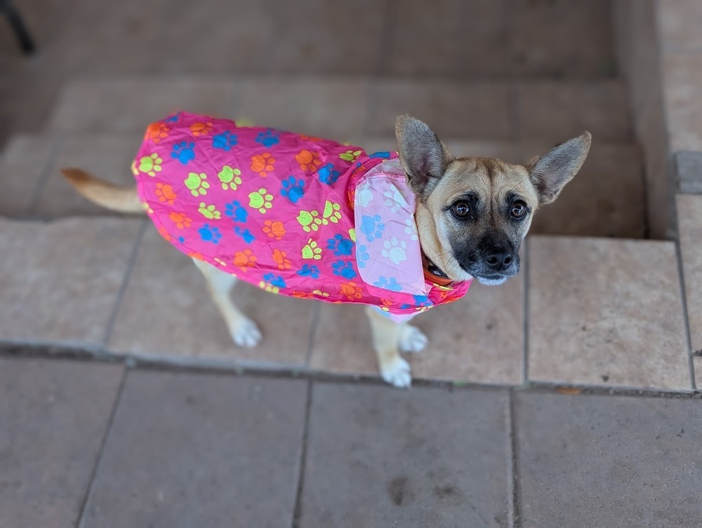 Lollipuppy, an adoptable Belgian Shepherd / Malinois, Chihuahua in Mission, TX, 78574 | Photo Image 2