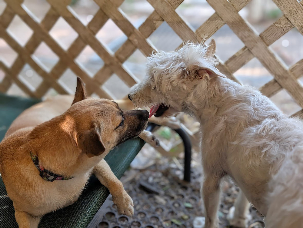 Lollipuppy, an adoptable Belgian Shepherd / Malinois, Chihuahua in Mission, TX, 78574 | Photo Image 3