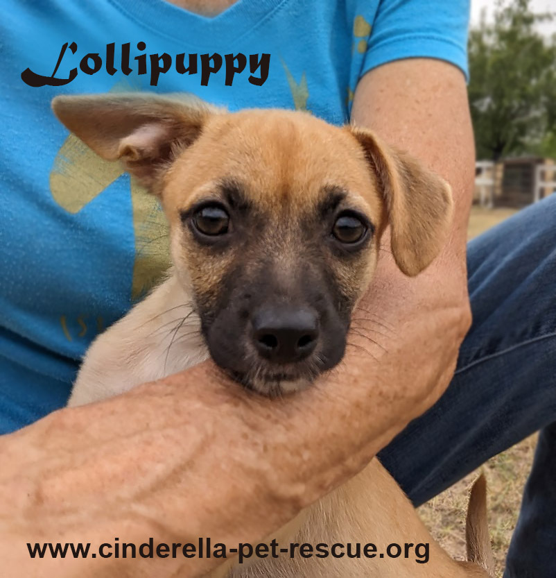 Lollipuppy, an adoptable Belgian Shepherd / Malinois, Chihuahua in Mission, TX, 78574 | Photo Image 5