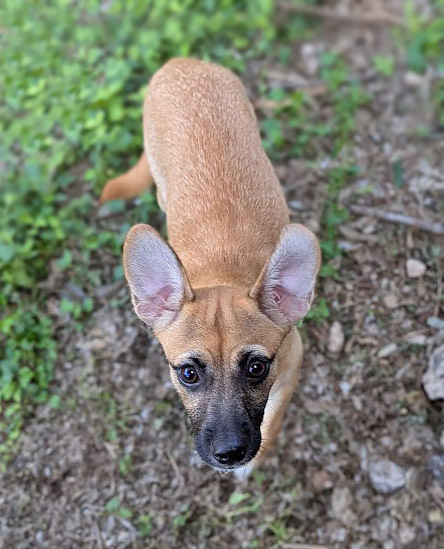 Lollipuppy, an adoptable Belgian Shepherd / Malinois, Chihuahua in Mission, TX, 78574 | Photo Image 6