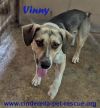 Vinny photo 1