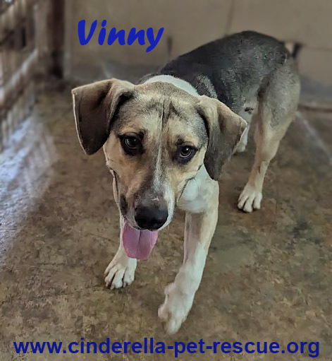 Vinny, an adoptable Beagle in Mission, TX, 78574 | Photo Image 1