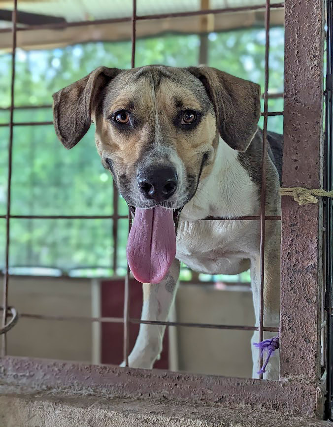 Vinny, an adoptable Beagle in Mission, TX, 78574 | Photo Image 2