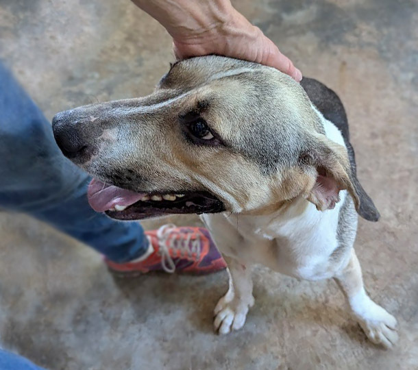 Vinny, an adoptable Beagle in Mission, TX, 78574 | Photo Image 3