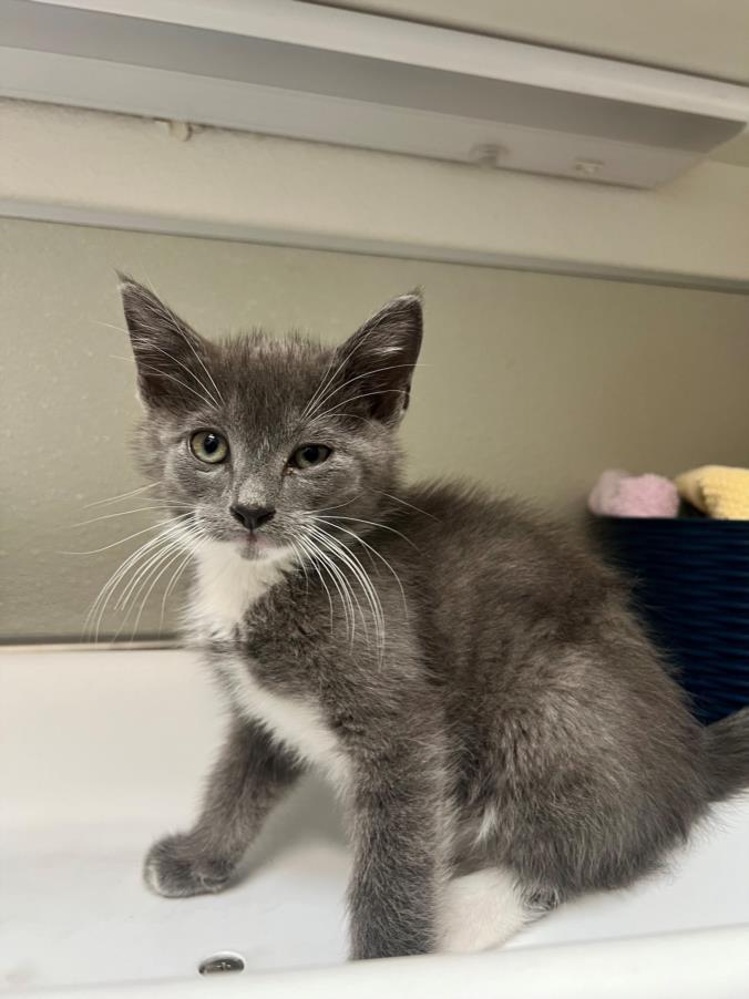 Cat for adoption cancun a domestic medium hair in tracy ca petfinder