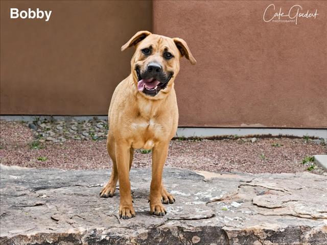 BOBBY, an adoptable Mixed Breed in Santa Fe, NM, 87507 | Photo Image 1