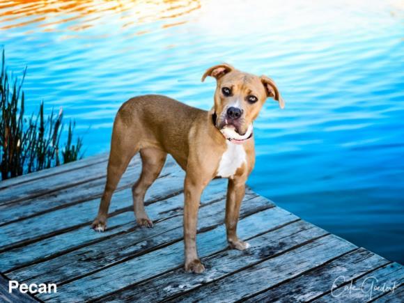 PECAN, an adoptable Mixed Breed in Santa Fe, NM, 87507 | Photo Image 1