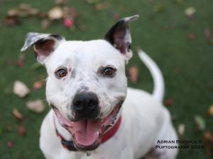 RIKER, Adult Male Mixed Breed