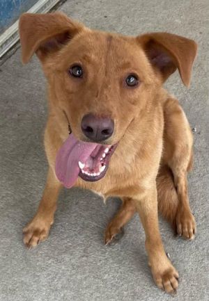 DIZZY Labrador Retriever Dog