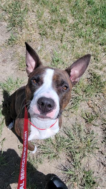 BETTY, an adoptable Pit Bull Terrier in Casper, WY, 82601 | Photo Image 1