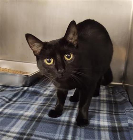 COCO, an adoptable Domestic Short Hair in Casper, WY, 82601 | Photo Image 1