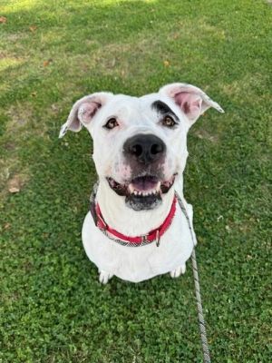 MAYBELLINE Pit Bull Terrier Dog