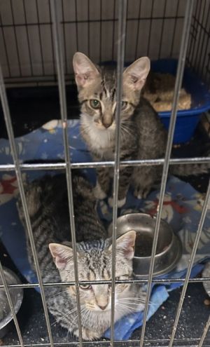 Billy, Baby Male Domestic Short Hair
