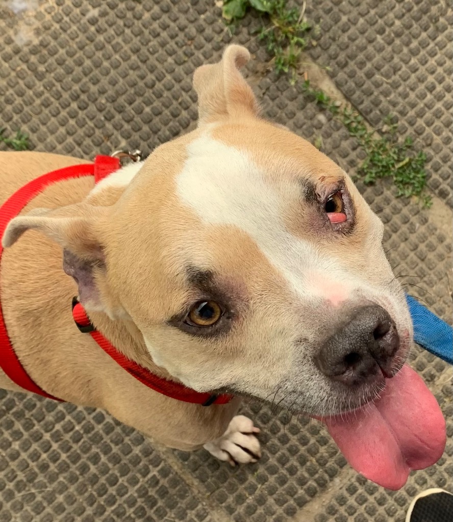 Piper, an adoptable Terrier, Affenpinscher in Saginaw, MI, 48604 | Photo Image 1