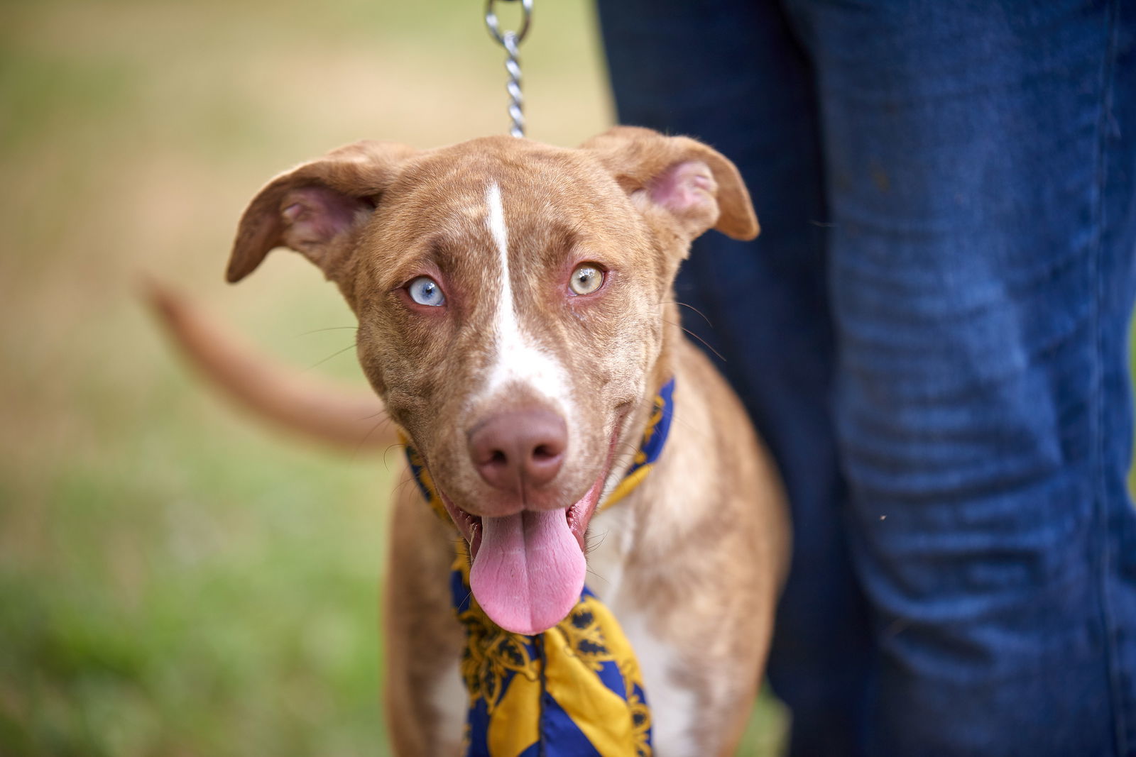 Graham, an adoptable Whippet, Border Collie in Mount Laurel, NJ, 08054 | Photo Image 3