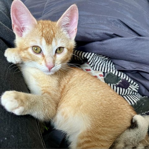 Paprika, an adoptable Domestic Short Hair in Taos, NM, 87571 | Photo Image 1