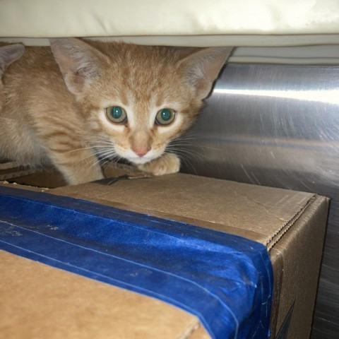 Paprika, an adoptable Domestic Short Hair in Taos, NM, 87571 | Photo Image 5