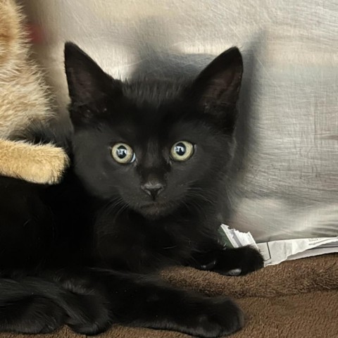 Cayenne, an adoptable Domestic Short Hair in Taos, NM, 87571 | Photo Image 2