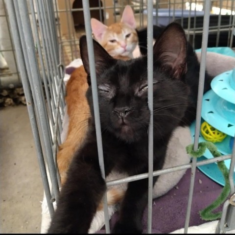 Cayenne, an adoptable Domestic Short Hair in Taos, NM, 87571 | Photo Image 4