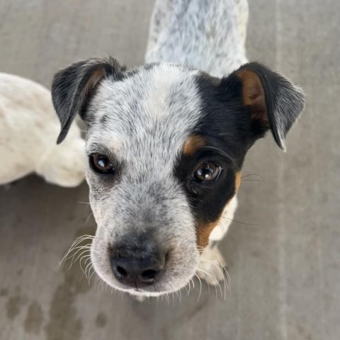 Lander, an adoptable Mixed Breed in Moab, UT, 84532 | Photo Image 1