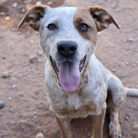 Zoo, an adoptable Mixed Breed in Moab, UT, 84532 | Photo Image 1