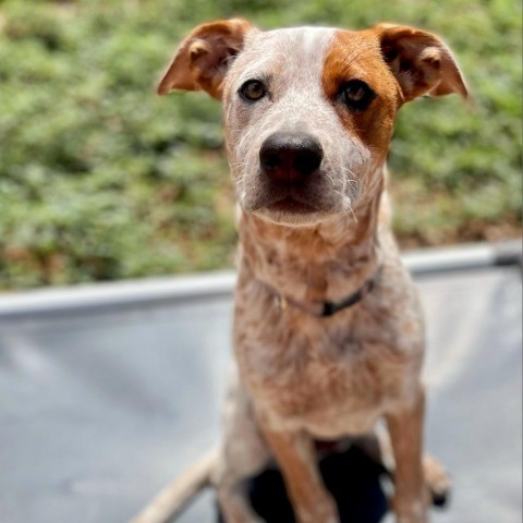 Zoo, an adoptable Mixed Breed in Moab, UT, 84532 | Photo Image 1