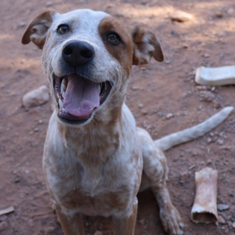 Zoo, an adoptable Mixed Breed in Moab, UT, 84532 | Photo Image 2