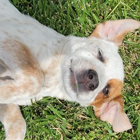 Zoo, an adoptable Mixed Breed in Moab, UT, 84532 | Photo Image 3