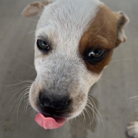 Zoo, an adoptable Mixed Breed in Moab, UT, 84532 | Photo Image 4