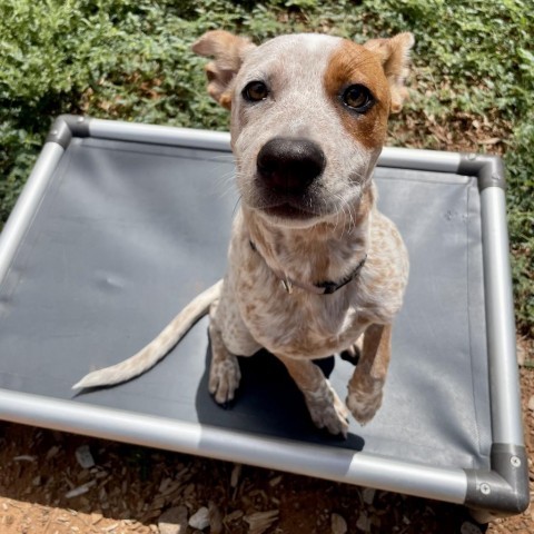 Zoo, an adoptable Mixed Breed in Moab, UT, 84532 | Photo Image 5