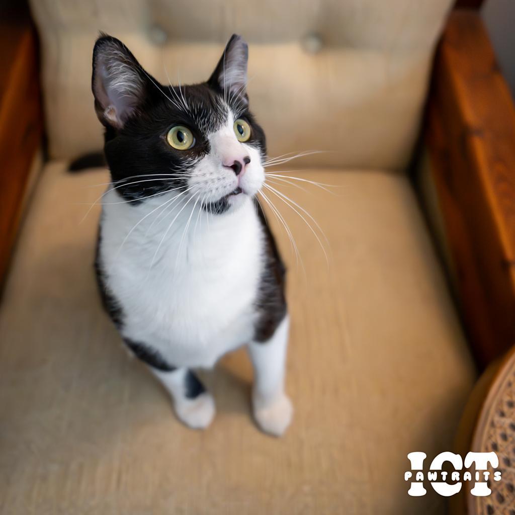 Sun, an adoptable Domestic Short Hair in Wichita, KS, 67208 | Photo Image 1