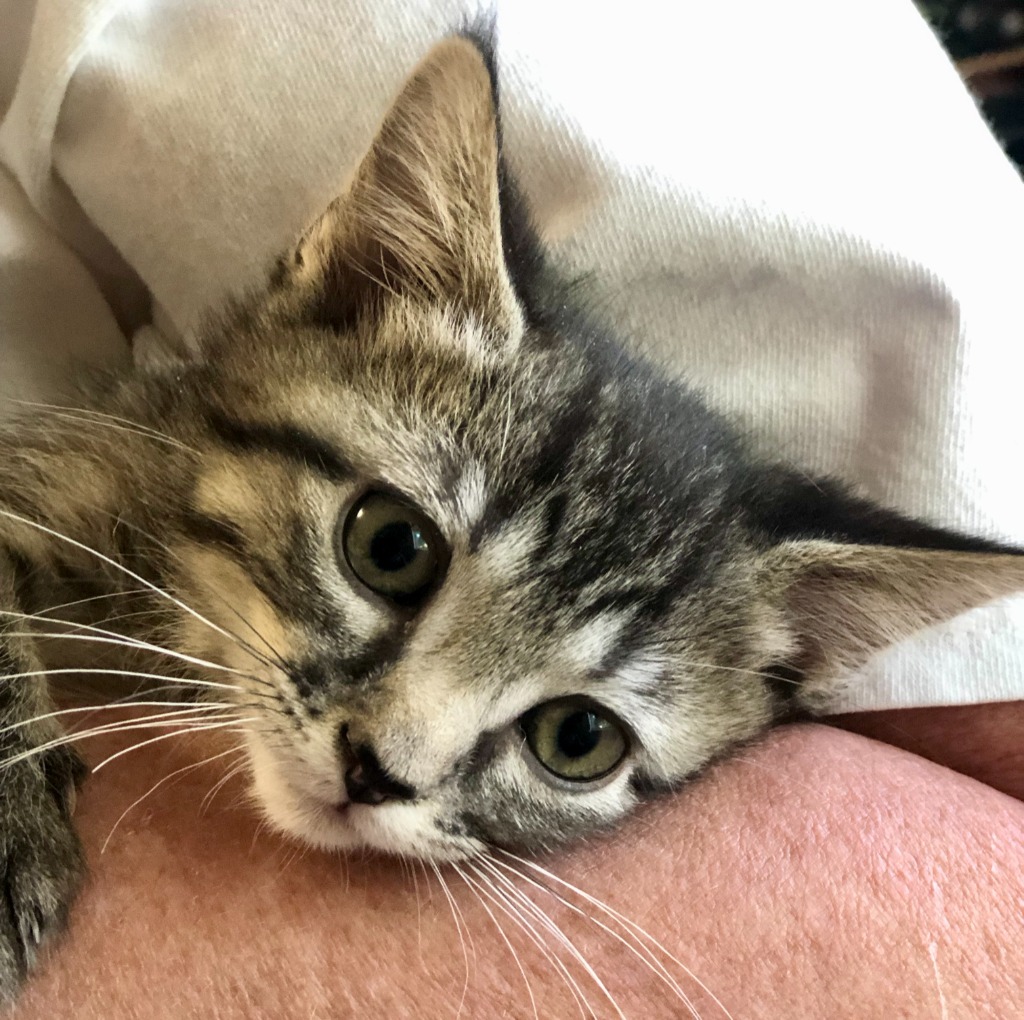 Tootsie (Quinn)