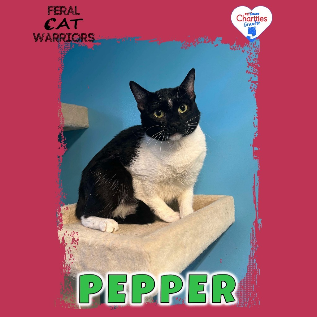 Pepper BK, an adoptable Domestic Short Hair in Kingman, AZ, 86401 | Photo Image 1