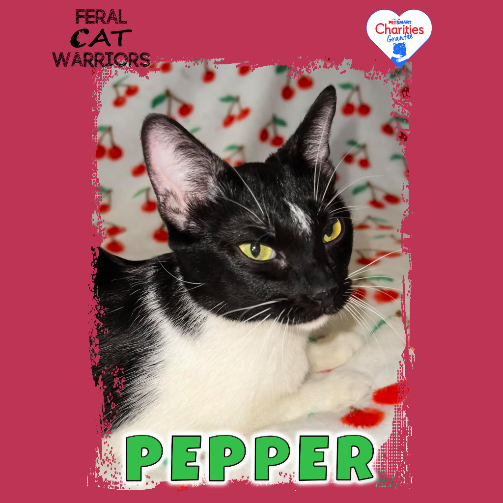 Pepper BK, an adoptable Domestic Short Hair in Kingman, AZ, 86401 | Photo Image 2