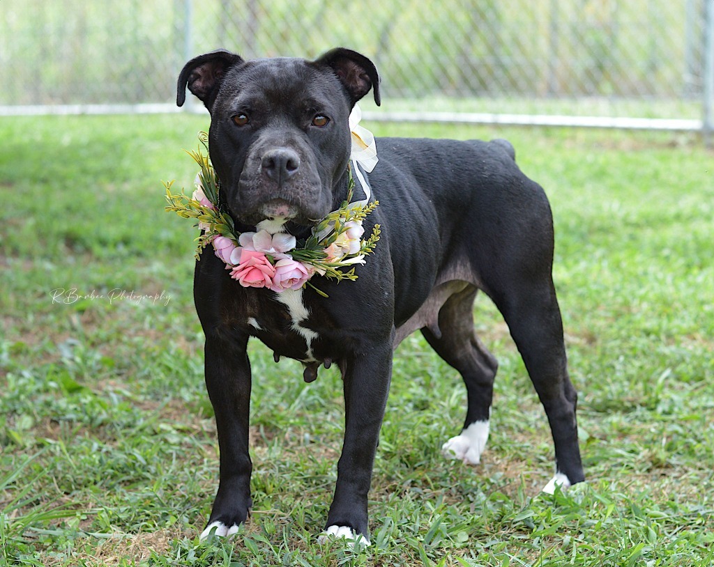 KiKi - Adoptable, an adoptable Affenpinscher, Mixed Breed in Chickamauga , GA, 30707 | Photo Image 1