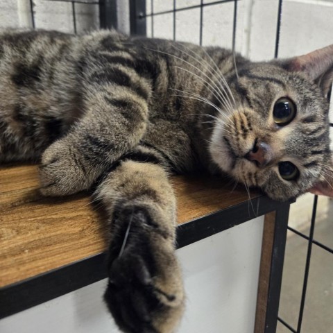 Snuggles, an adoptable Domestic Short Hair in North Battleford, SK, S9A 2M7 | Photo Image 1