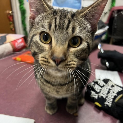 Snuggles, an adoptable Domestic Short Hair in North Battleford, SK, S9A 2M7 | Photo Image 4