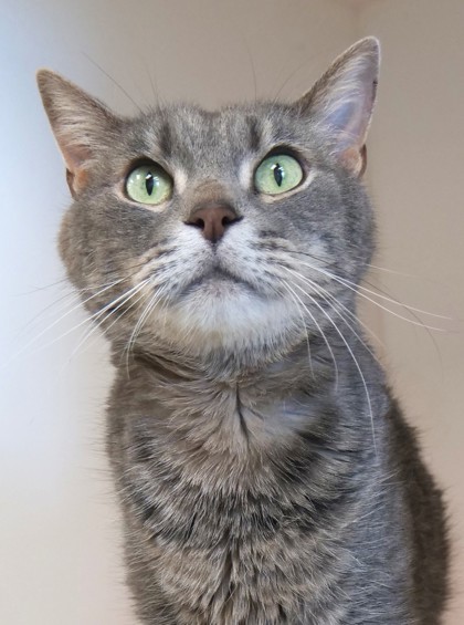 Sir Gus (in foster)