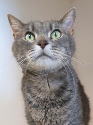 Sir Gus (in foster), Senior Male Domestic Short Hair