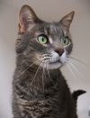 Sir Gus (in foster) photo 2