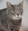 Sir Gus (in foster) photo 3
