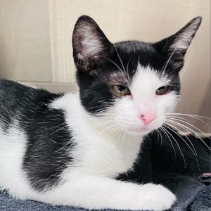 KOOL-AID Kool-Aid is the sweetest sip of sugary goodness in a kitten you could ask for She is a g