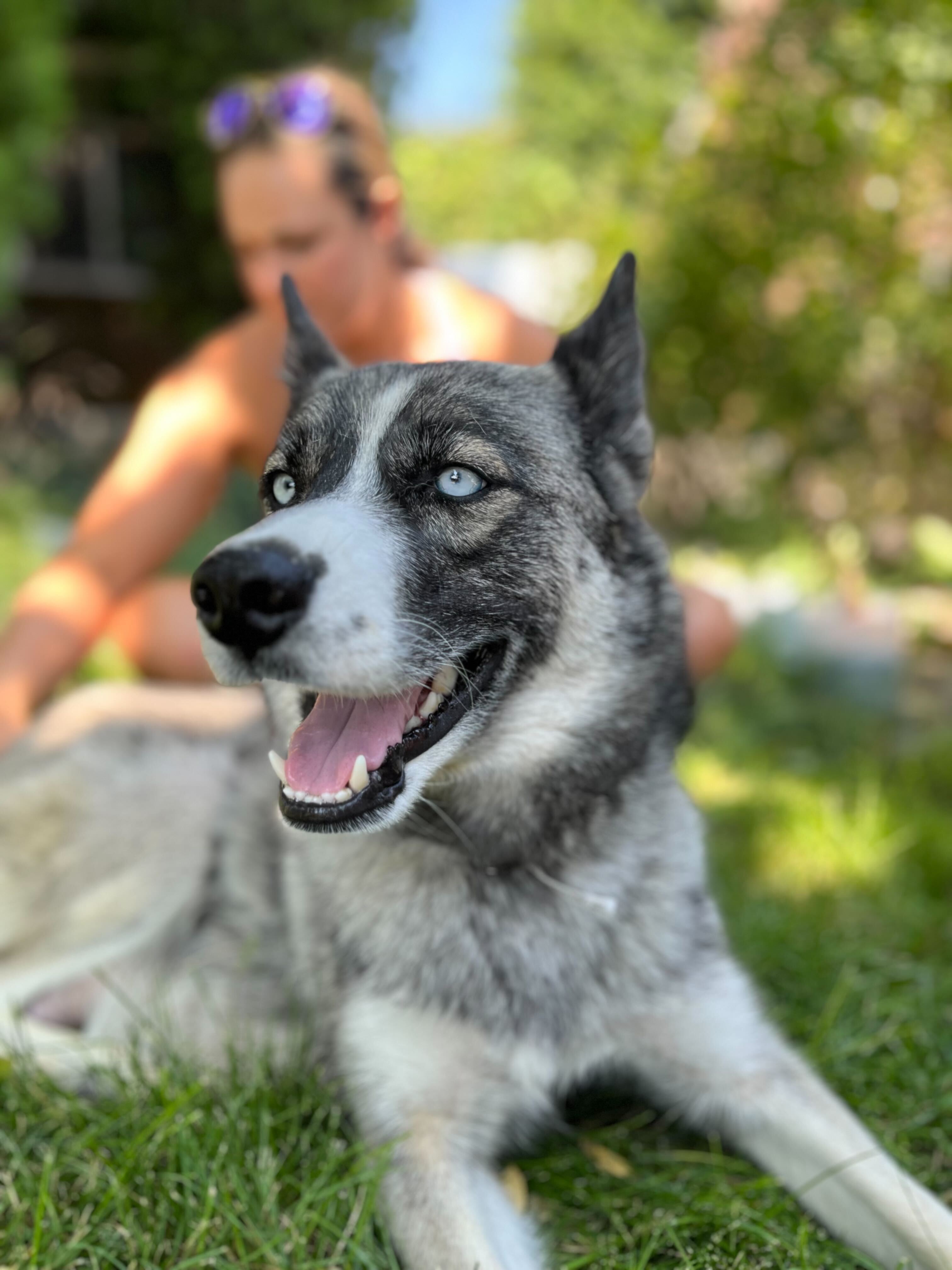 Cookie Dough, an adoptable Siberian Husky in Payson, UT, 84651 | Photo Image 1