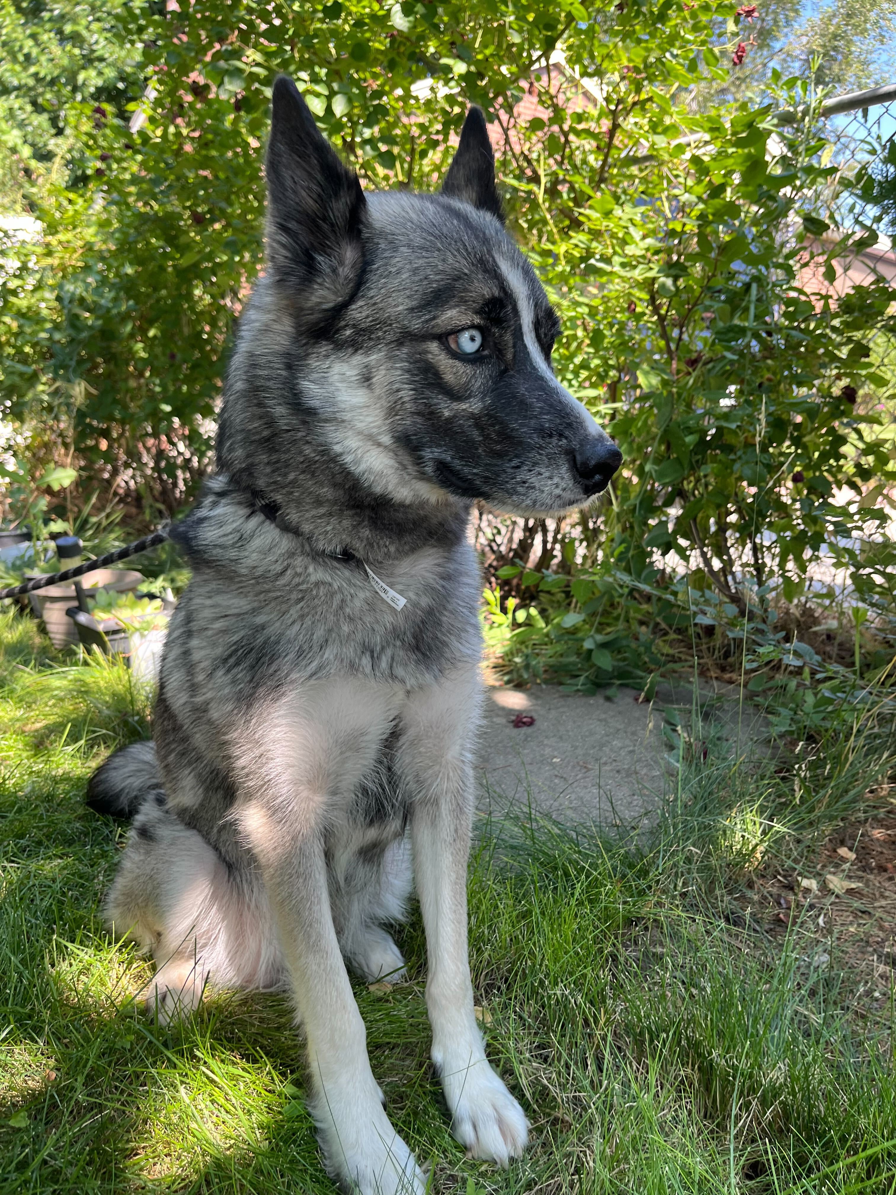 Cookie Dough, an adoptable Siberian Husky in Payson, UT, 84651 | Photo Image 2