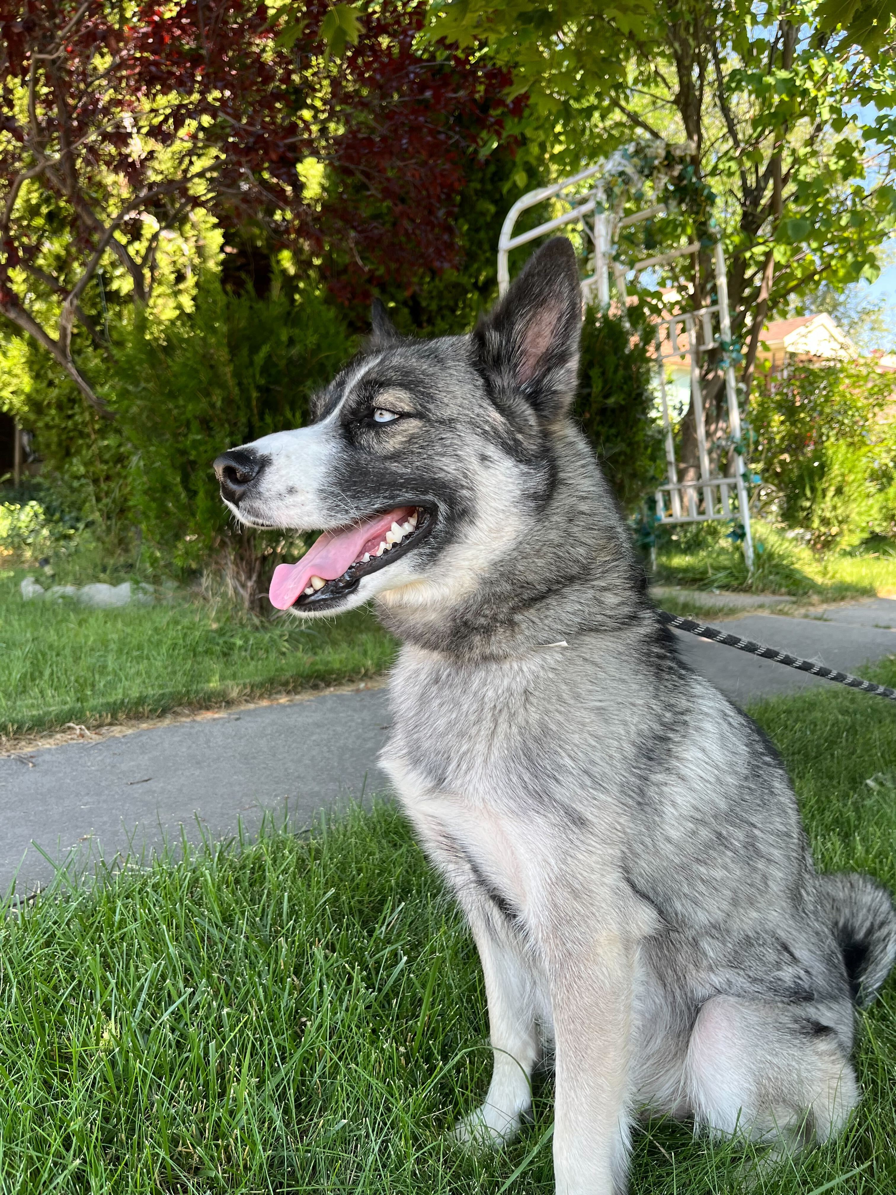 Cookie Dough, an adoptable Siberian Husky in Payson, UT, 84651 | Photo Image 3