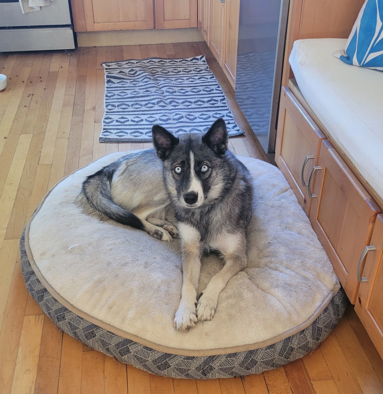 Cookie Dough, an adoptable Siberian Husky in Payson, UT, 84651 | Photo Image 4