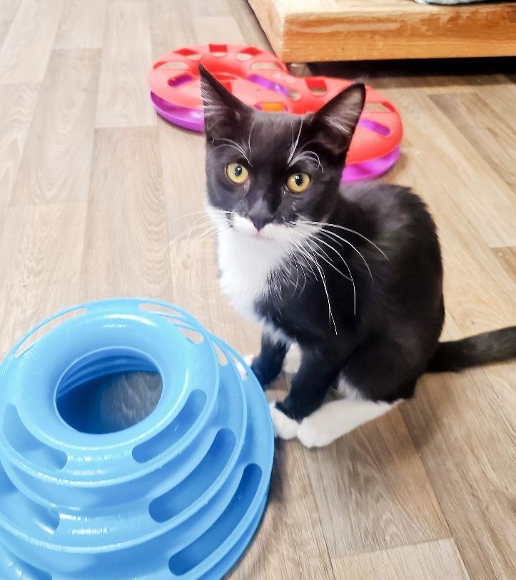 Cat 25686 (Eloise), an adoptable Maine Coon in Parlier, CA, 93648 | Photo Image 1