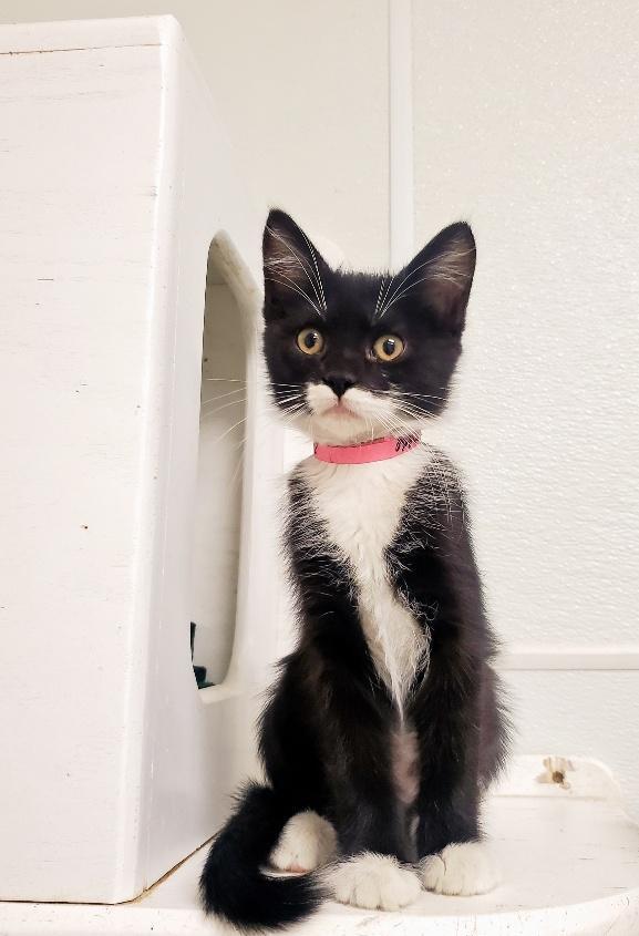Cat 25686 (Eloise), an adoptable Maine Coon in Parlier, CA, 93648 | Photo Image 3