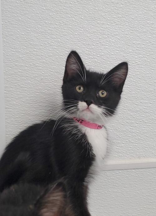 Cat 25686 (Eloise), an adoptable Maine Coon in Parlier, CA, 93648 | Photo Image 4