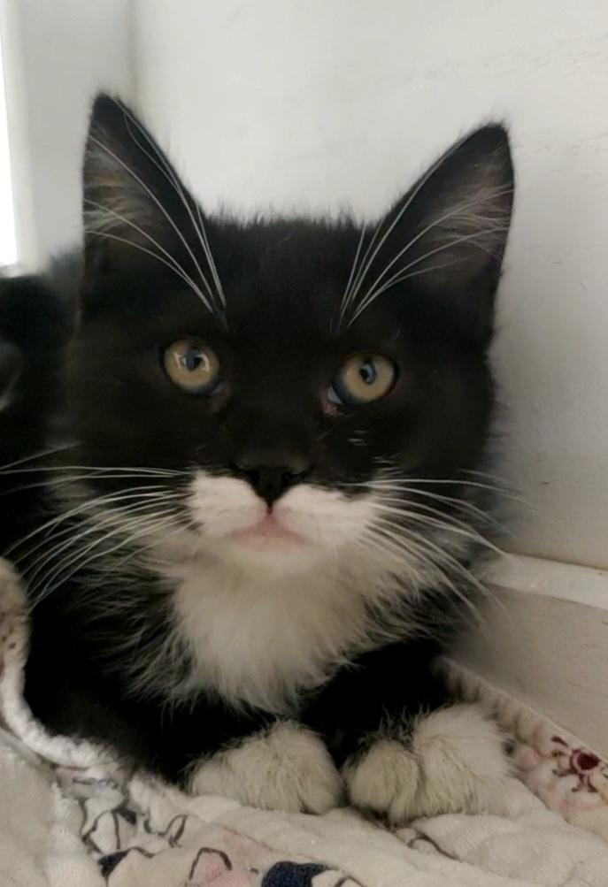 Cat 25686 (Eloise), an adoptable Maine Coon in Parlier, CA, 93648 | Photo Image 5